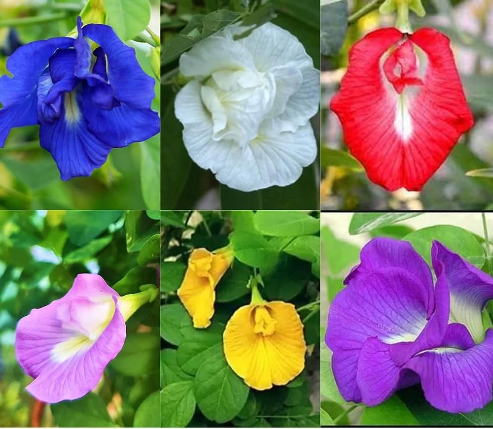 Different colors of butterfly pea flowers