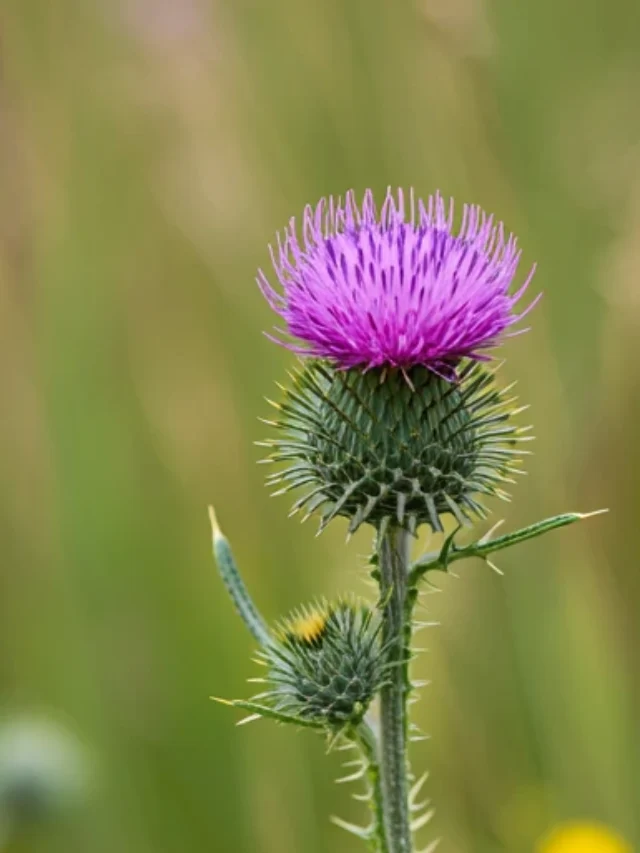 milk thistle for Fatty Liver Disease by Healthi Vibes