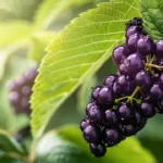 Elderberry Featured Images Healthi Vibes