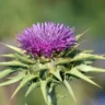 Milk thistle Featured Image Healthi Vibes