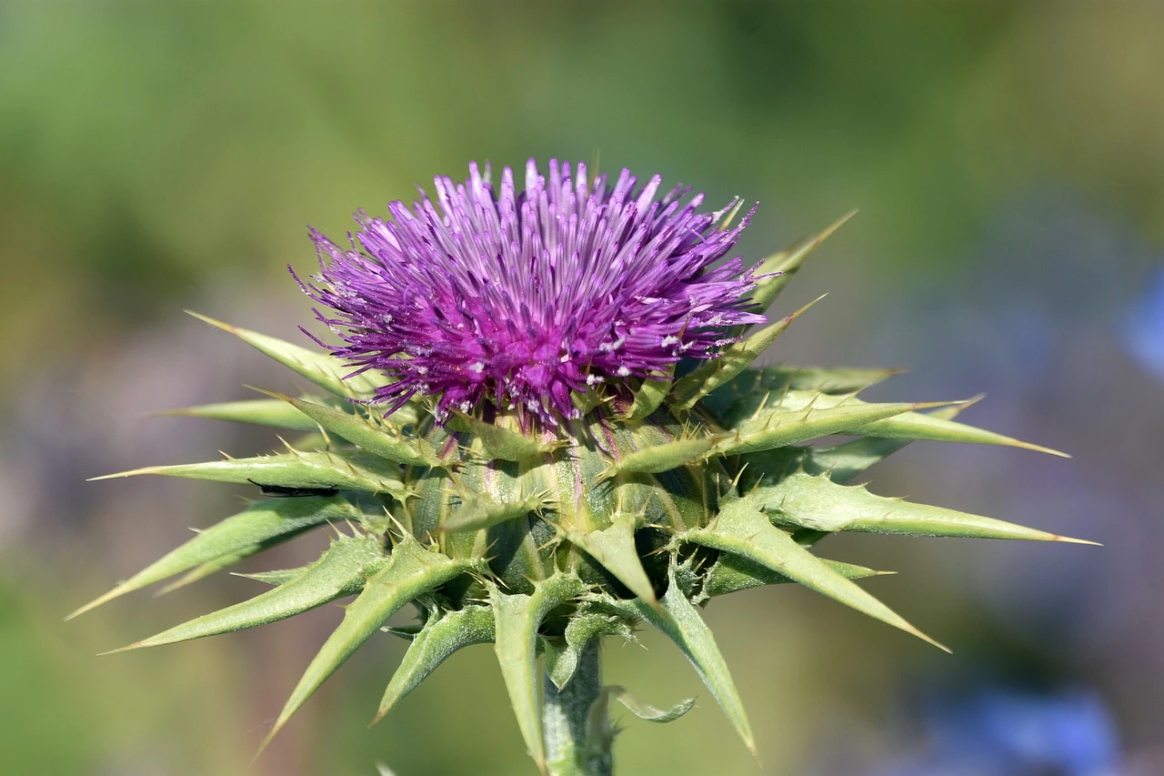 Milk thistle Featured Image Healthi Vibes